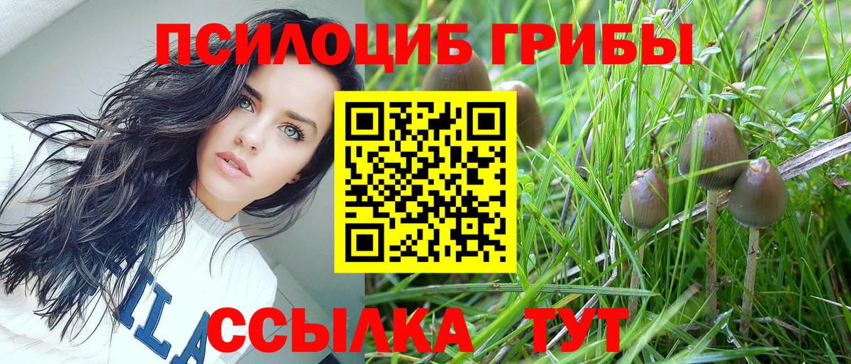 Петрозаводск  Псилоцибиновые грибы Cubensis  Вход с VPN 